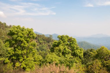 Arka planda mavi gökyüzü olan ağaç - manzara