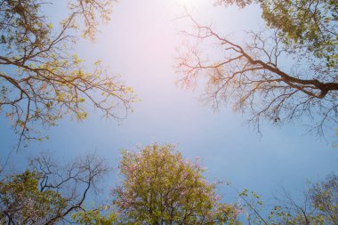 Mavi gökyüzü ile ağaç dalı soyut arkaplan