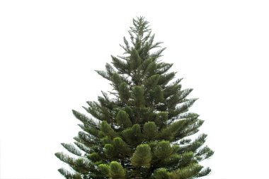 çam ağacı beyaz arkaplanda izole edildi