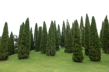 Beyaz arkaplanda izole edilmiş çam ağacı grubu