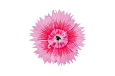 Beyaz arkaplanda izole edilmiş pembe çiçek - kırpma yolları