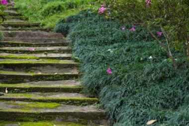 Parkta yeşil bitkili taş merdiven.. 