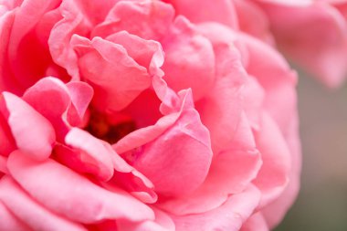 genç kadın enjoing hayat. kare kompozisyon