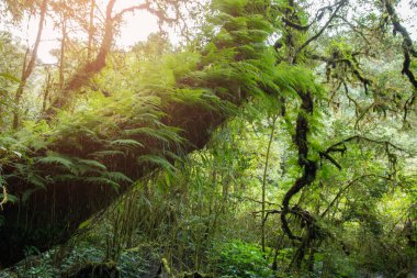 Yağmur ormanındaki yaşlı ağaç.