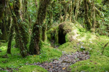Yağmur ormanlarında yosunlu ağaç.
