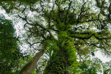Yağmur ormanlarında yosunlu ağaç.