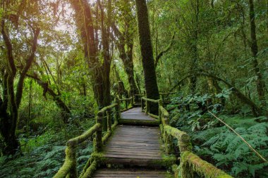 yağmurlu ormanda geçit