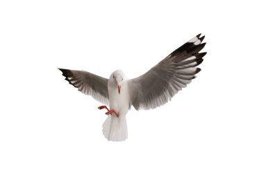 Beyaz zemin üzerinde martı uçuşları izole - kırpma yolları