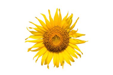 beyaz arkaplanda izole edilmiş ayçiçeği - kırpma yolları