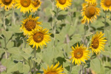 Bir ayçiçeğine yaklaş 