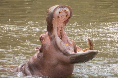 Suaygırı (Hippopotamus amfibi) ve açık su dağları.