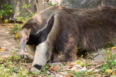 Kapalı - bir vahşi dev karıncayiyen