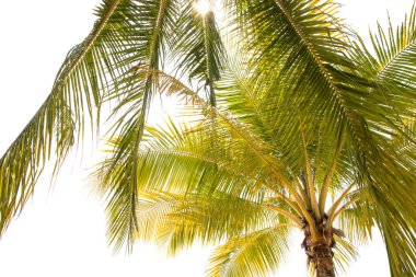 beyaz zemin üzerine Hindistan cevizi hurma ağacı.