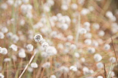Plains Blackfoot çiçeklerinin güzelliği. (Melampodium leucanthum).