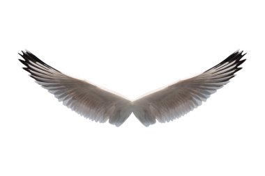 kanat kuşu beyaz arkaplanda izole edildi - kırpma yolları