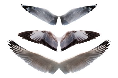 Beyaz arkaplanda izole edilmiş kanat kuşları