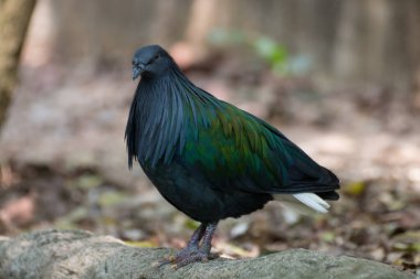 Nicobar güvercin portresi