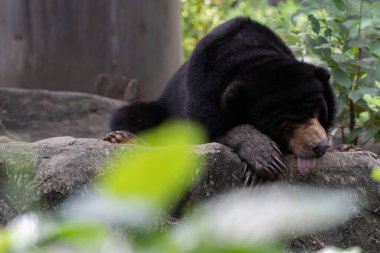 Kara ayı kayanın üzerinde dinleniyor.