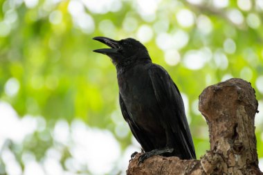 Kara Karga (Corvus corone) ağaca tünedi.