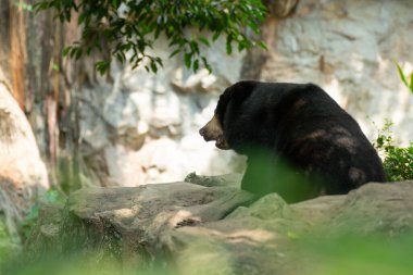 Kara ayı kayanın üzerinde dinleniyor.