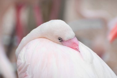 Close-Up bir flamingo
