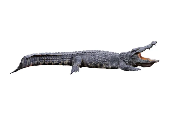 Крокодил Ізольований Білому Тлі — стокове фото