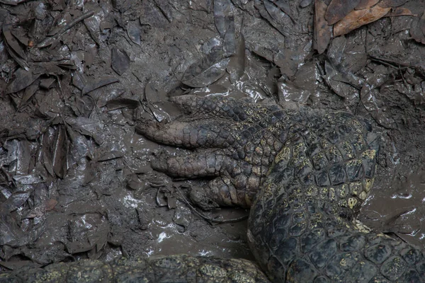 Close Foot Crocodile — Stock Photo, Image