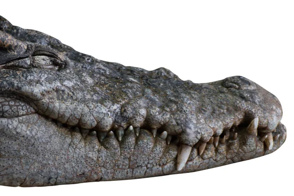 Головний Крокодил Ізольований Білому Тлі Відсічні Контури — стокове фото