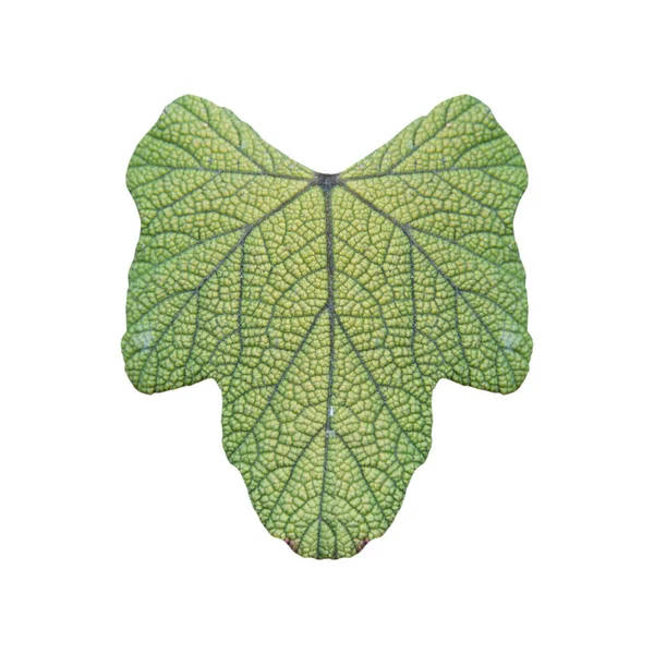 Зеленый Лист Выделенный Белом Фоне Путь Обрезки — стоковое фото