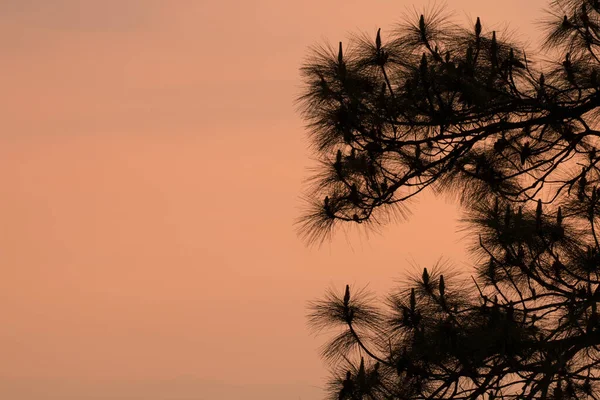 Silhueta Árvore Com Nascer Sol Pela Manhã Luz Deslumbrante Dramática — Fotografia de Stock