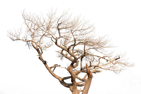 Suchý Strom Izolovaný Bílém Pozadí Výstřižkové Cesty — Stock fotografie