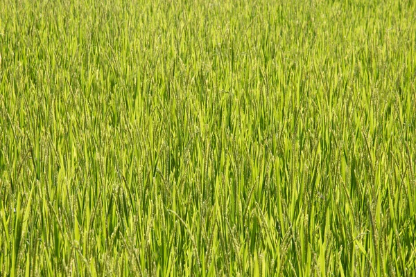 Zielony Ryżu Pola Tle — Zdjęcie stockowe