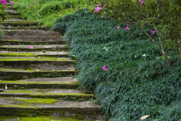 Escada Pedra Com Planta Verde Parque — Fotografia de Stock