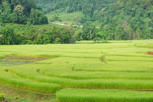 Lapangan Nasi Hijau Chiangmai Thailand — Stok Foto