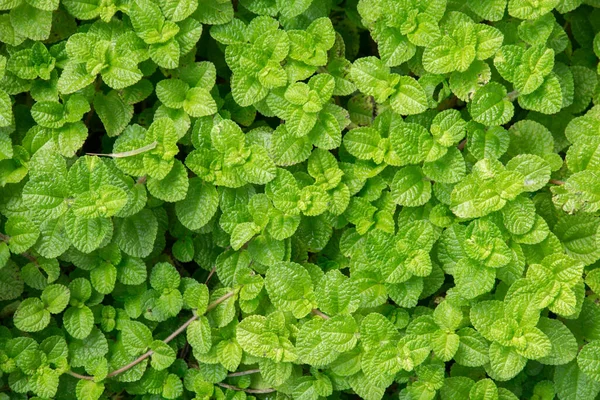 緑の植物を背景に — ストック写真