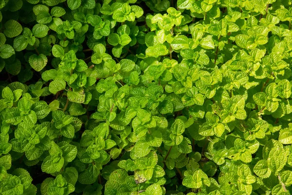 Grön Växt Som Bakgrund — Stockfoto