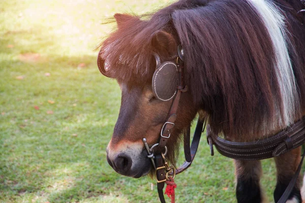 馬のポニーのクローズアップ — ストック写真
