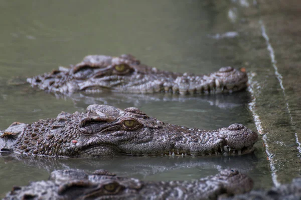 Perto Crocodilo Dianteiro — Fotografia de Stock