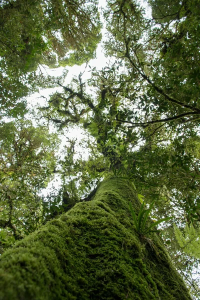 Дерево Мхом Дождевом Лесу — стоковое фото