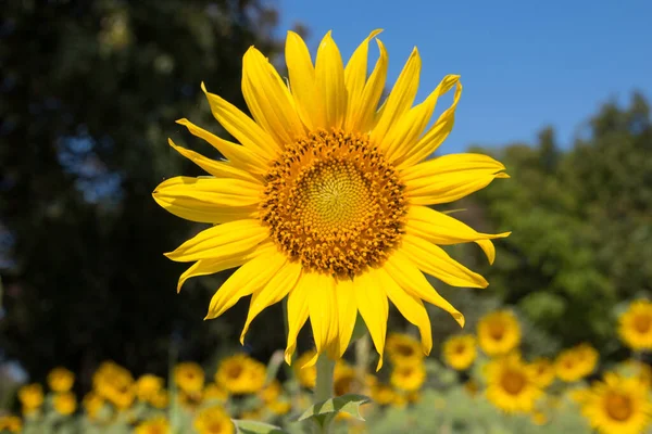 Primer Plano Girasol — Foto de Stock