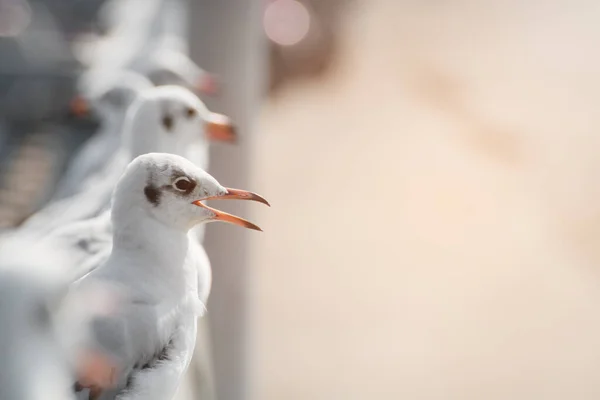 Möwen Stehen Und Auf Das Meer Schauen — Stockfoto