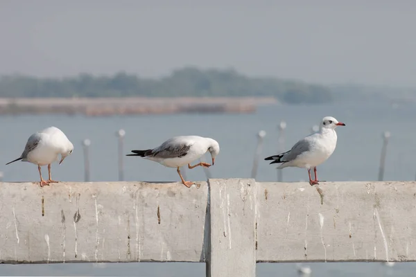 Möwe Steht Meeresufer — Stockfoto