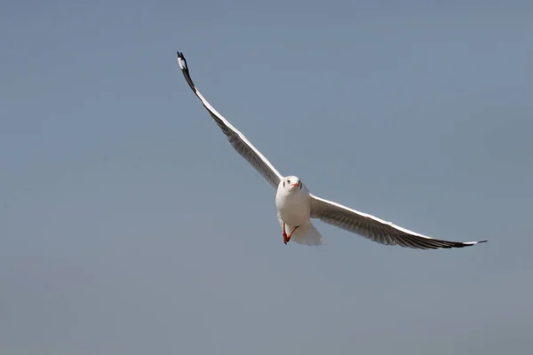 Seagulls Flying Blue Sky — Stock Photo, Image