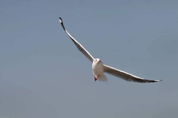 Mouettes Volant Parmi Ciel Bleu — Photo