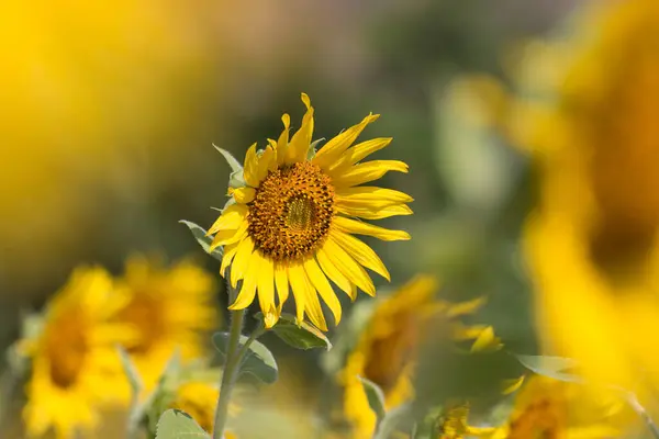 Primer Plano Girasol — Foto de Stock