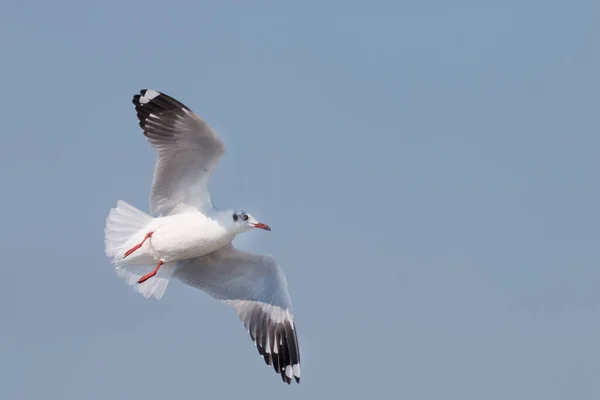 Seagulls Flying Blue Sky — Stock Photo, Image