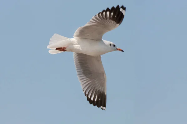 Seagulls Latania Wśród Błękitne Niebo — Zdjęcie stockowe