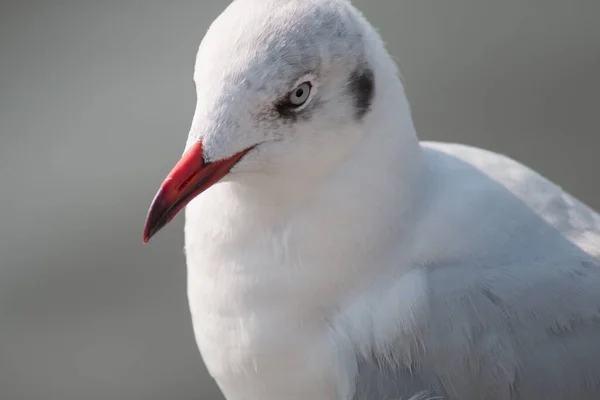 Fechar Uma Gaivota — Fotografia de Stock