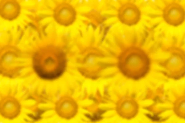 Abstract Blurred Sunflower Background — Stock Photo, Image