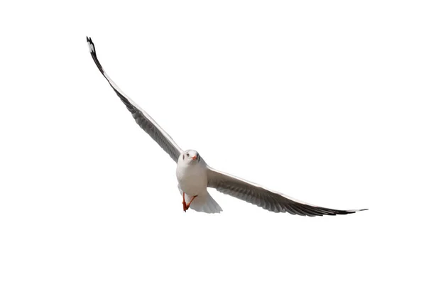 Seagull Flying Isolated White Background Clipping Paths — Stock Photo, Image